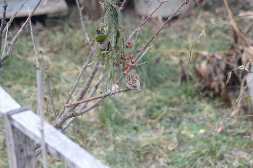 Italian Sparrow (Passer italiae), photo 3