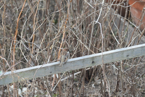Italian Sparrow (Passer italiae), photo 2