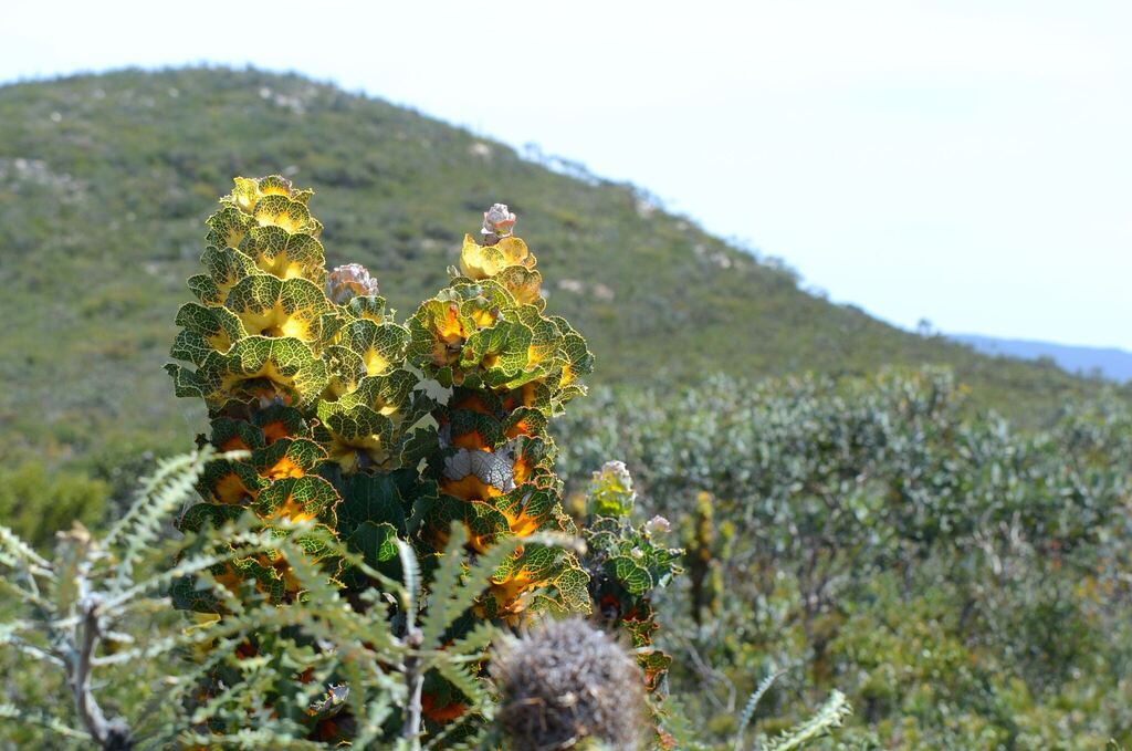 Hakea victoria; photograph (c) James (Jim) Duggan, some rights reserved (CC BY-SA)