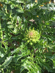 Scrophularia rubricaulis