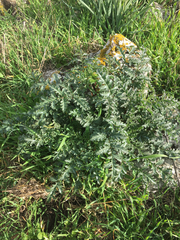 Scrophularia rubricaulis