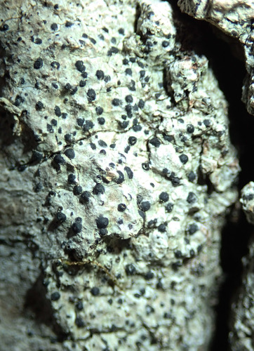 Representative image of Monoblastiales