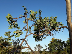 Eucalyptus pleurocarpa