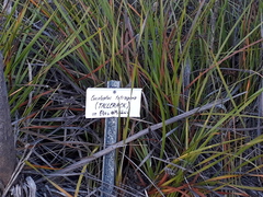 Eucalyptus pleurocarpa