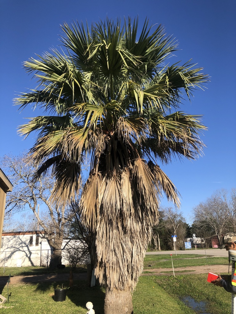 Filibuster Fan Palm