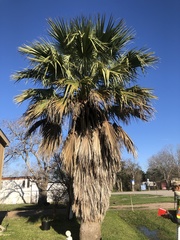 Washingtonia × filibusta