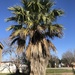 Washingtonia × filibusta - Photo (c) joiecurtner, some rights reserved (CC BY-NC), uploaded by joiecurtner