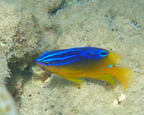 Bluespot damsel (Pomacentrus grammorhynchus) — Pomacentridae — 5