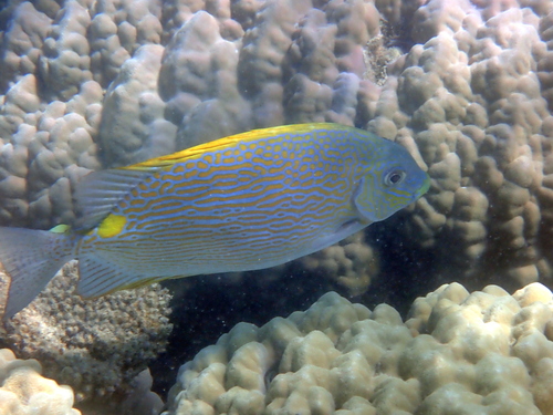 Golden spinefoot (Siganus lineatus) — Siganidae