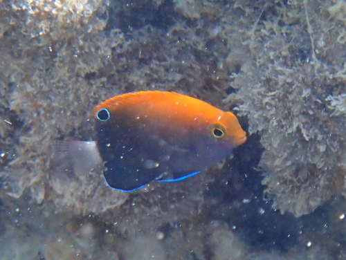 Whitetail damsel (Pomacentrus chrysurus) — Pomacentridae — 5