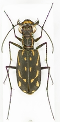 Lophyra striolata