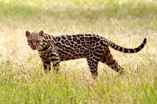 Ocelot, photo 2 of 7