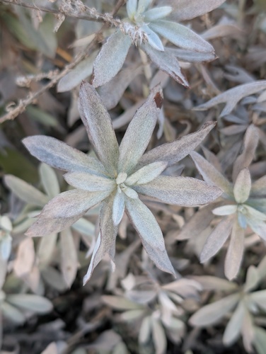 Foto de Artemisia ludoviciana