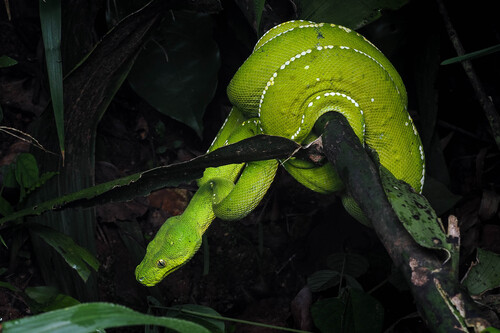 Southern Green Python