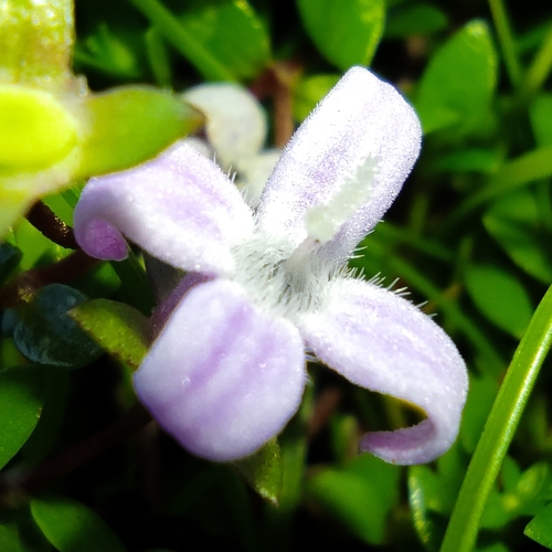 Oldenlandia salzmannii, photograph 1