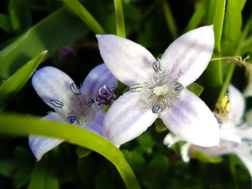 Oldenlandia salzmannii, photograph 2