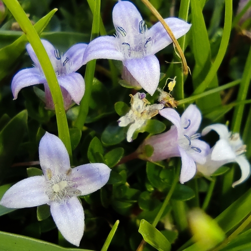 Oldenlandia salzmannii, photograph 3