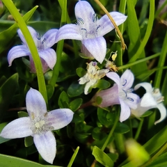 Oldenlandia salzmannii, photograph (c) Jhonatan Matheus, some rights reserved (CC BY)