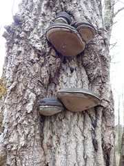 Phellinus populicola