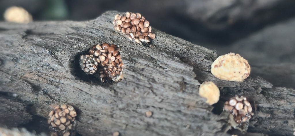 Nidularia deformis · January 2026 · photo: © leannestacy (iNaturalist, cc0)