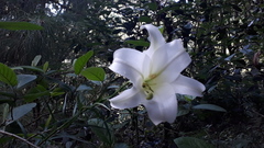 Lilium longiflorum