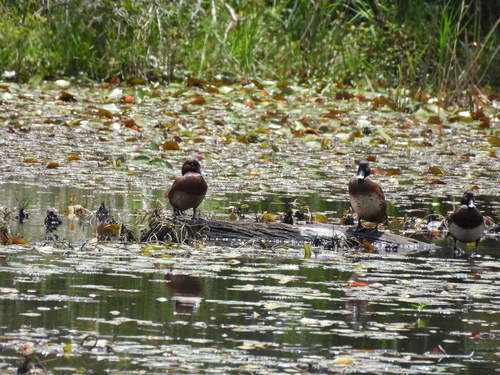 Hardhead (Aythya australis), photo 6