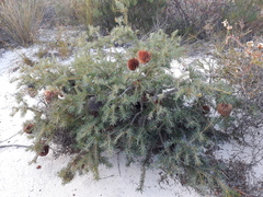 Banksia nutans