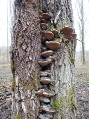 Phellinus populicola