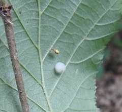 Enoplognatha ovata