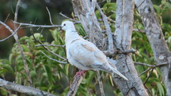 Streptopelia roseogrisea
