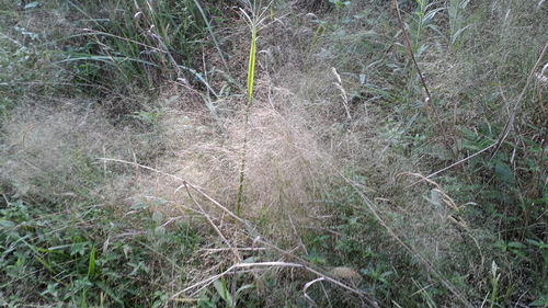 Darnel lovegrass (Eragrostis airoides)