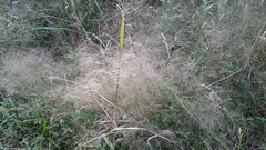 Eragrostis airoides