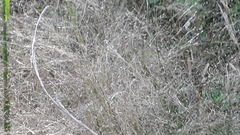 Eragrostis airoides