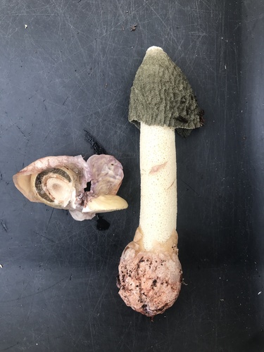 Ravenel's stinkhorn
