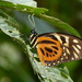 Papilio zagreus - Photo (c) Andrew Neild, algunos derechos reservados (CC BY-NC-ND)