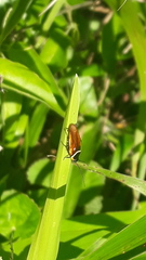 Pseudomops neglectus