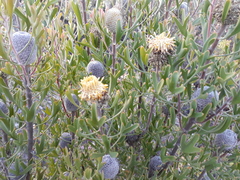 Isopogon