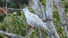Streptopelia roseogrisea