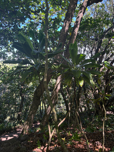 Cordyline fruticosa observed 2026-01-16