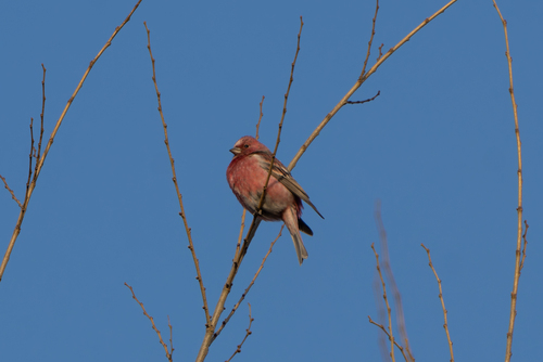 Pallas's Rosefinch (Carpodacus roseus), photo 2