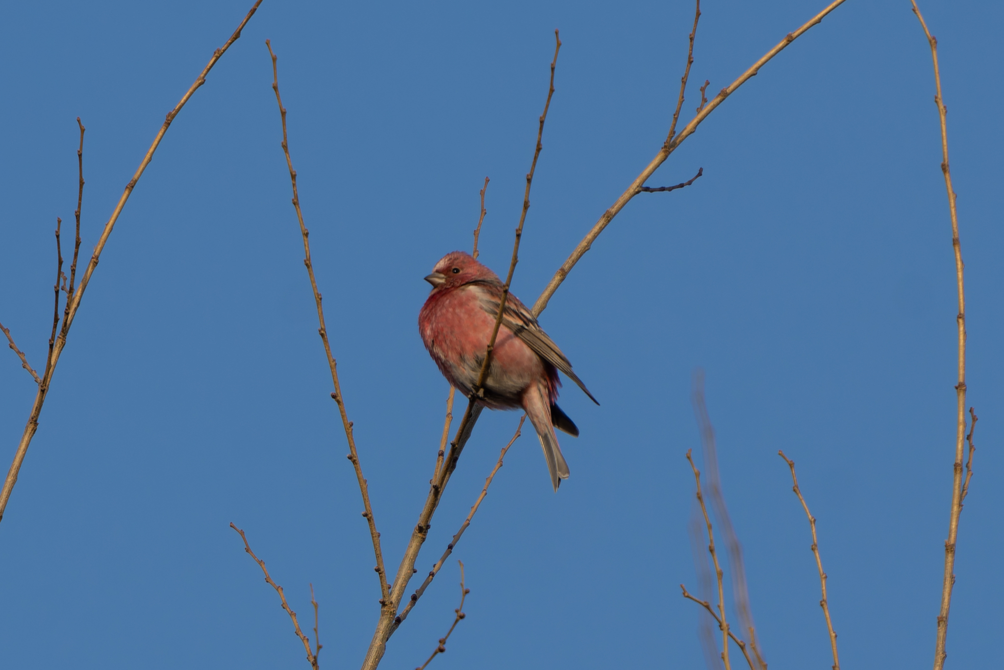 Pallas's Rosefinch (Carpodacus roseus), photo 2