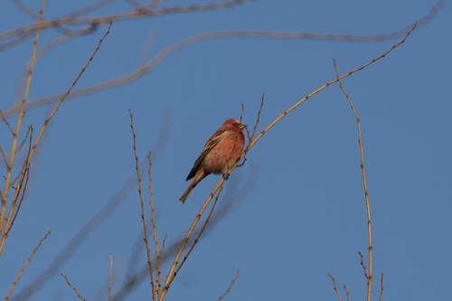 Pallas's Rosefinch (Carpodacus roseus)