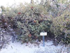 Banksia nutans