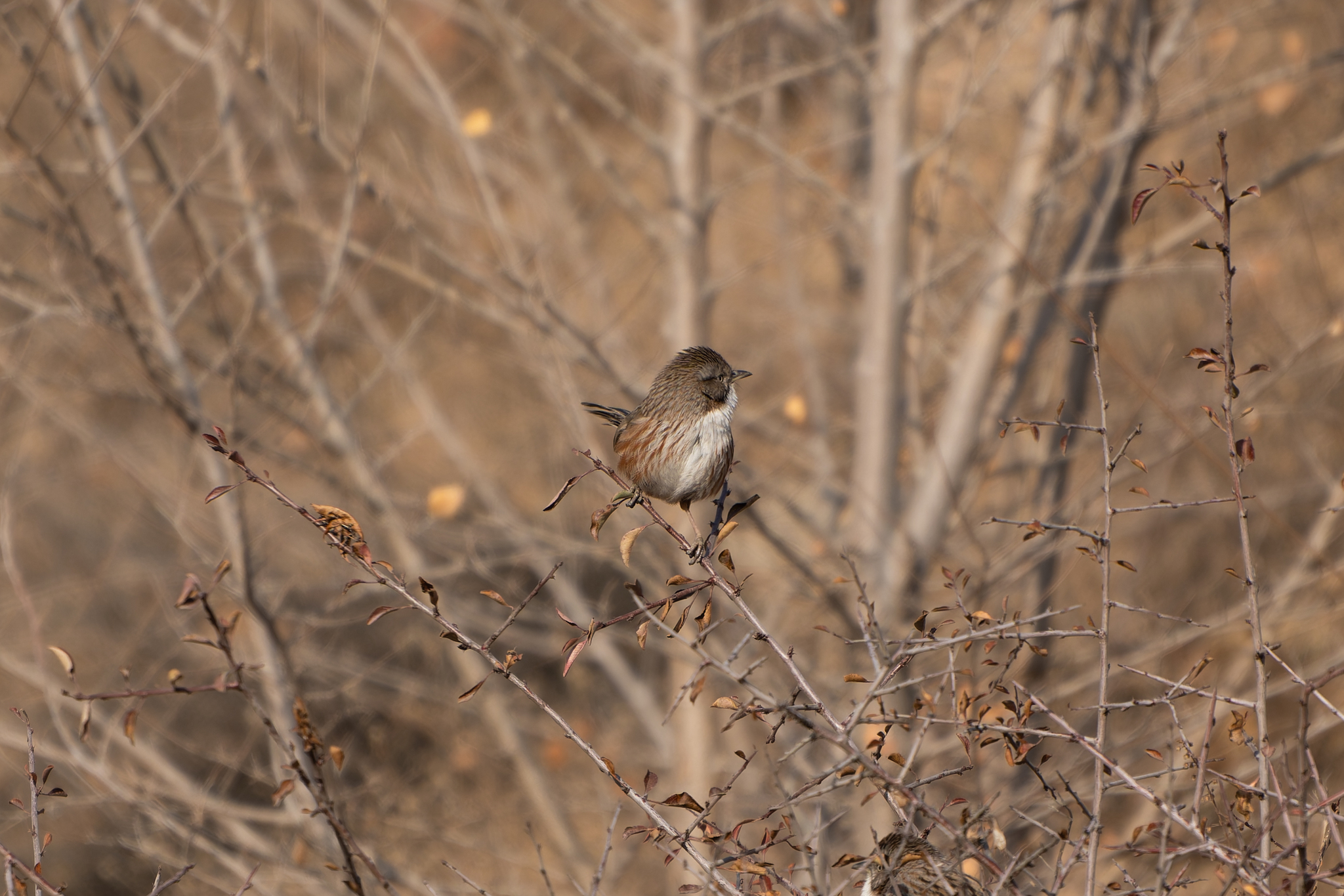 Beijing Babbler (Rhopophilus pekinensis), photo 2