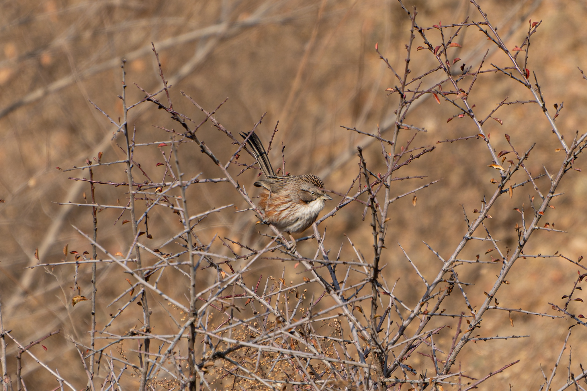 Beijing Babbler (Rhopophilus pekinensis), photo 1