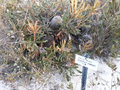 Banksia baueri
