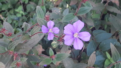 Chaetogastra gracilis