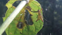 Micrathena crassispina
