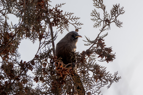 Plain Laughingthrush (Pterorhinus davidi), photo 9