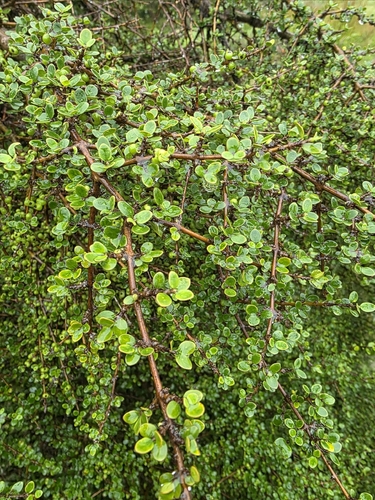 Coprosma wallii, photograph 6